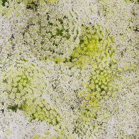 Papel pintado Flor Silvestre